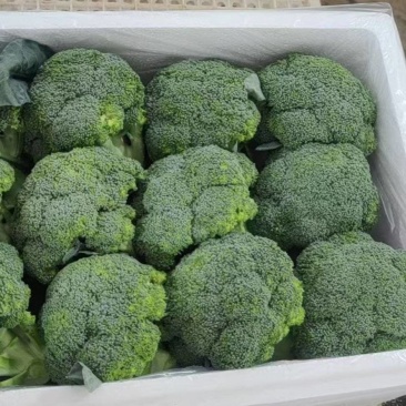 优质【绿翡翠】西兰花，绿翡翠西兰花，产地直发，大量供应