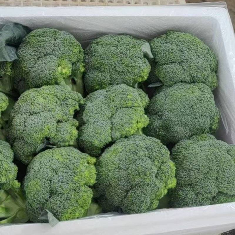 优质【绿翡翠】西兰花，绿翡翠西兰花，产地直发，大量供应