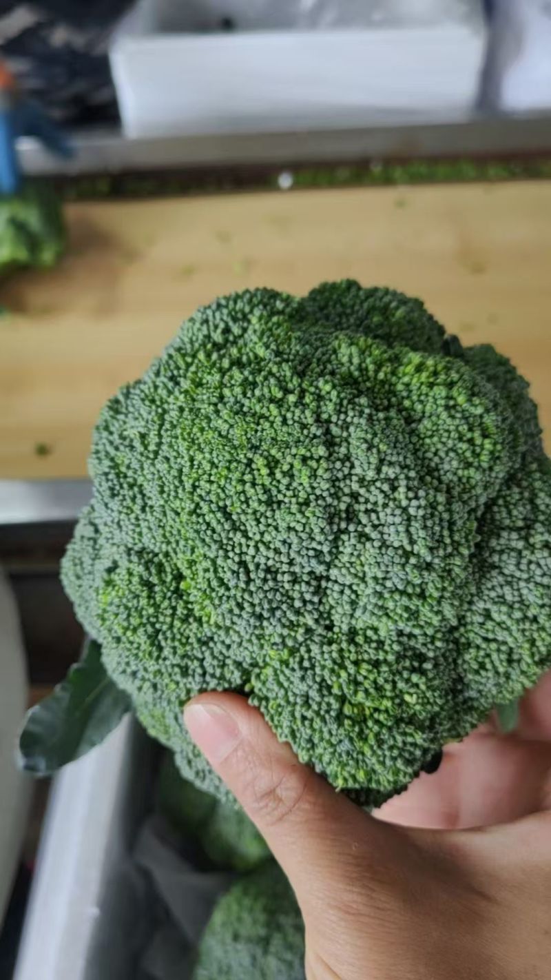 优质【绿翡翠】西兰花，绿翡翠西兰花，产地直发，大量供应