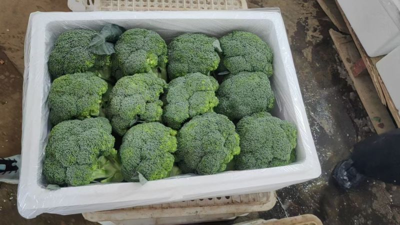 优质【绿翡翠】西兰花，绿翡翠西兰花，产地直发，大量供应