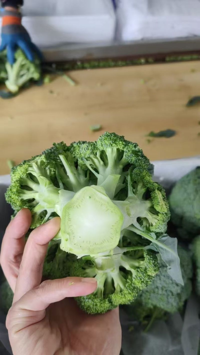 优质【绿翡翠】西兰花，绿翡翠西兰花，产地直发，大量供应