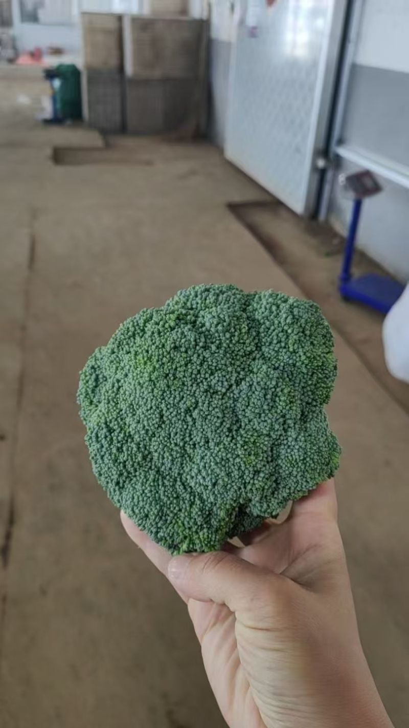 优质【绿翡翠】西兰花，绿翡翠西兰花，产地直发，大量供应