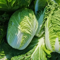 白菜【夏阳白菜】对接市场商超，档口等，大量上货全年有