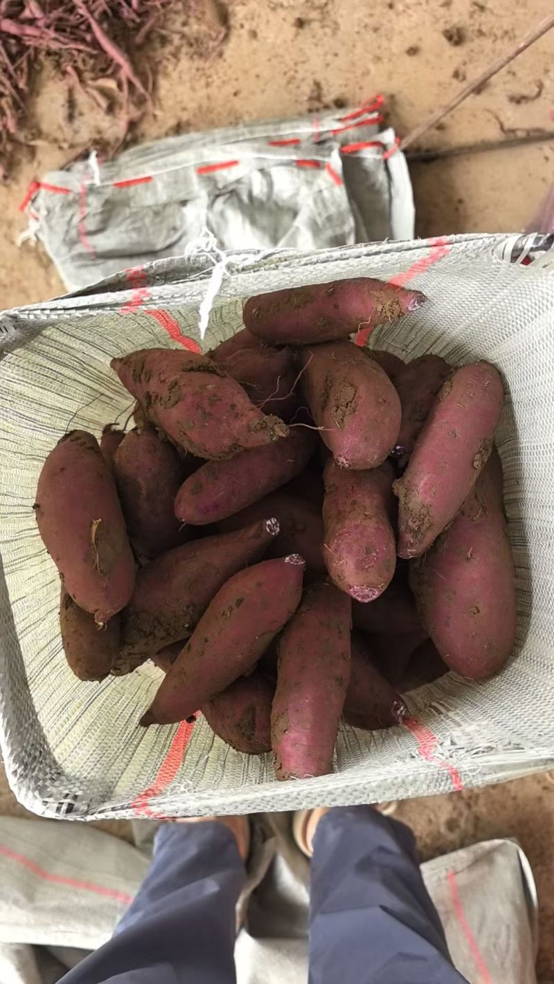 紫薯，软糯香甜，原产地直发，精准分拣。