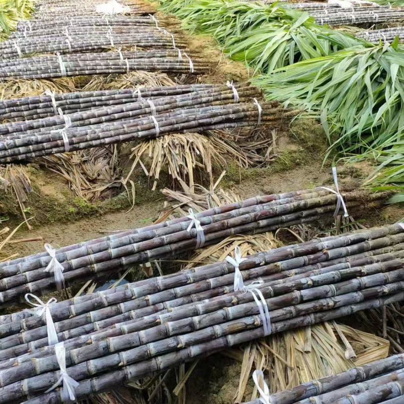 黑皮甘蔗广西甘蔗产地直发对接全国量大优惠品质保障