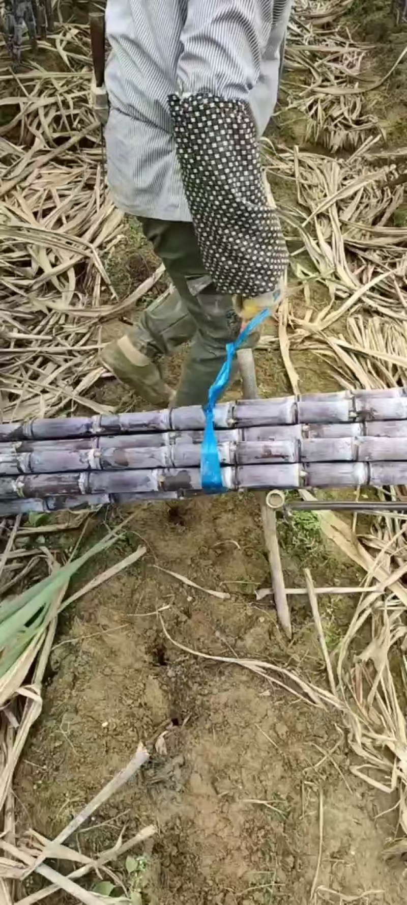 黑皮甘蔗广西甘蔗产地直发对接全国量大优惠品质保障