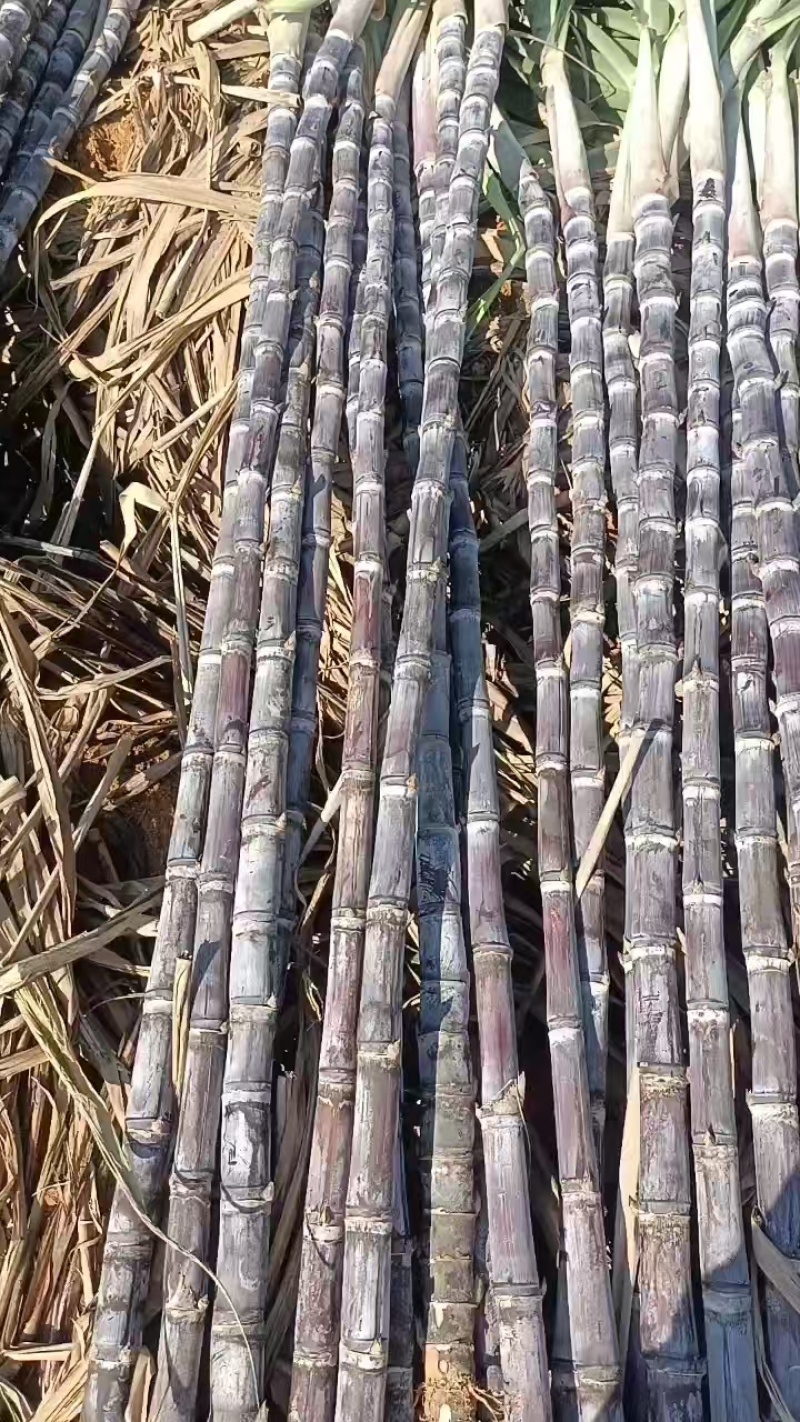 黑皮甘蔗广西甘蔗产地直发对接全国量大优惠品质保障