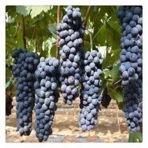 新疆夏黑葡萄
