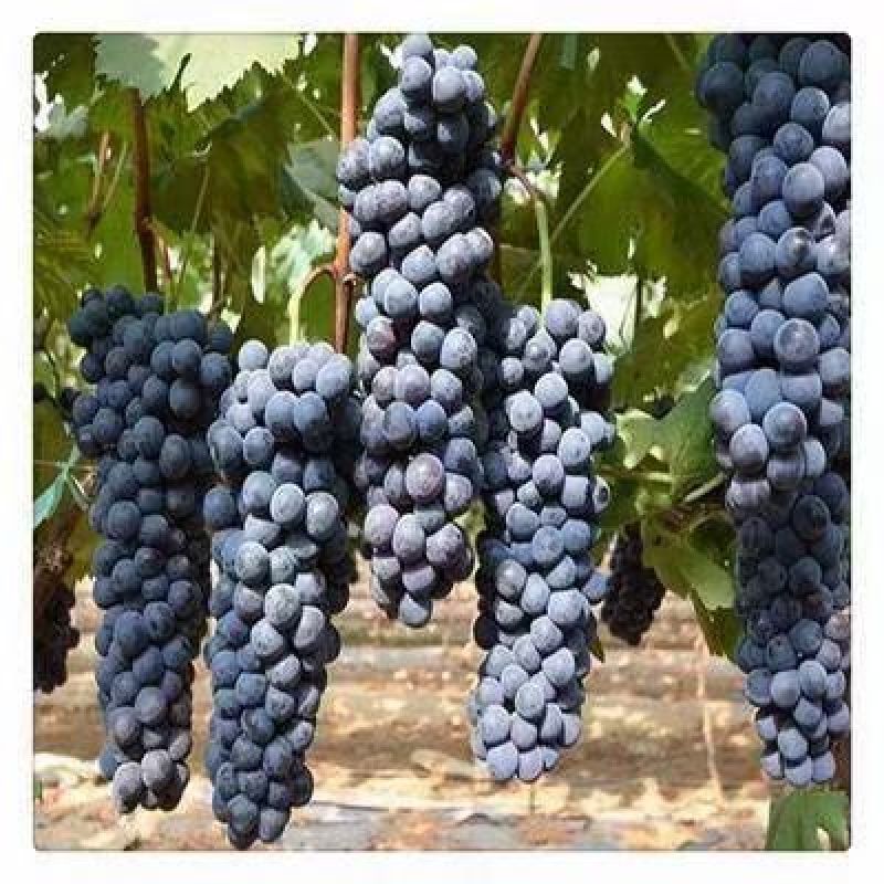 新疆夏黑葡萄