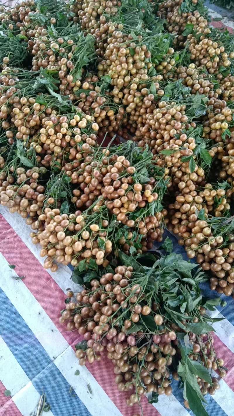 黑金刚黄皮/黄金果大量有货基地直供品质优清甜可视频看货
