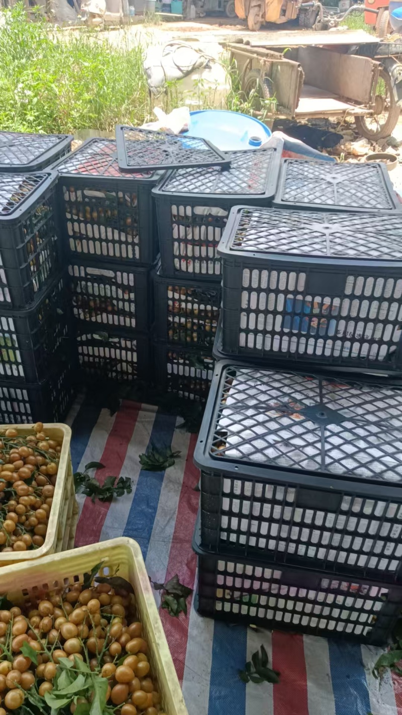 黑金刚黄皮/黄金果大量有货基地直供品质优清甜可视频看货