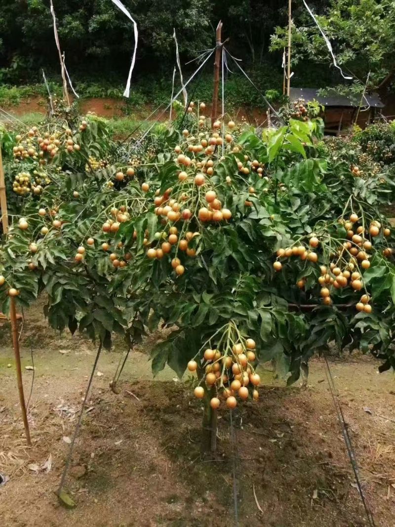 正宗灵山黑黄皮果大量有货基地直供品质优可对接市场欢迎咨询