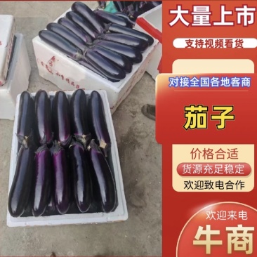 自家种植长茄子大量上市货源充足欢迎来电咨询