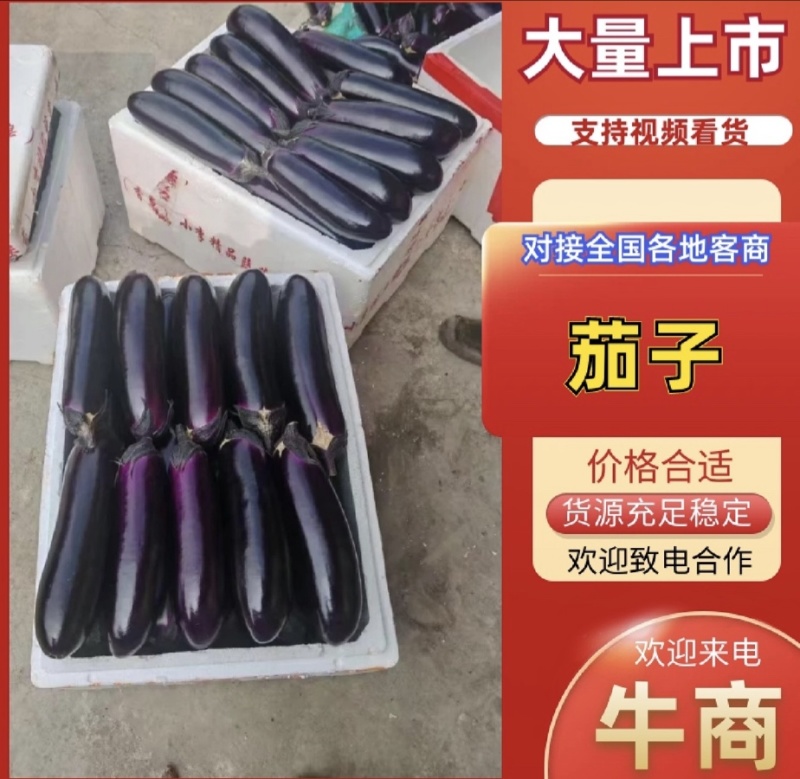 自家种植长茄子大量上市货源充足欢迎来电咨询