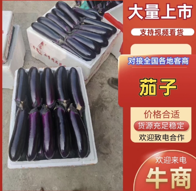 自家种植长茄子大量上市货源充足欢迎来电咨询