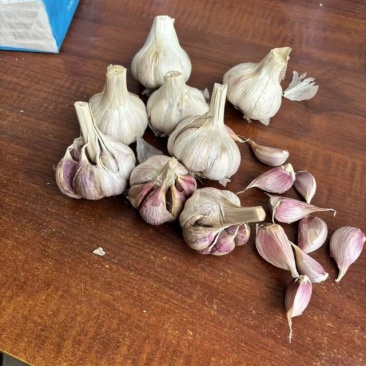 彭州大蒜种子蒜米蒜瓣正月早二水早