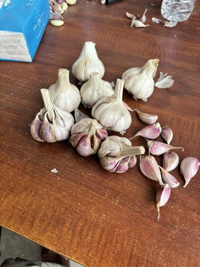 彭州大蒜种子蒜米蒜瓣正月早二水早