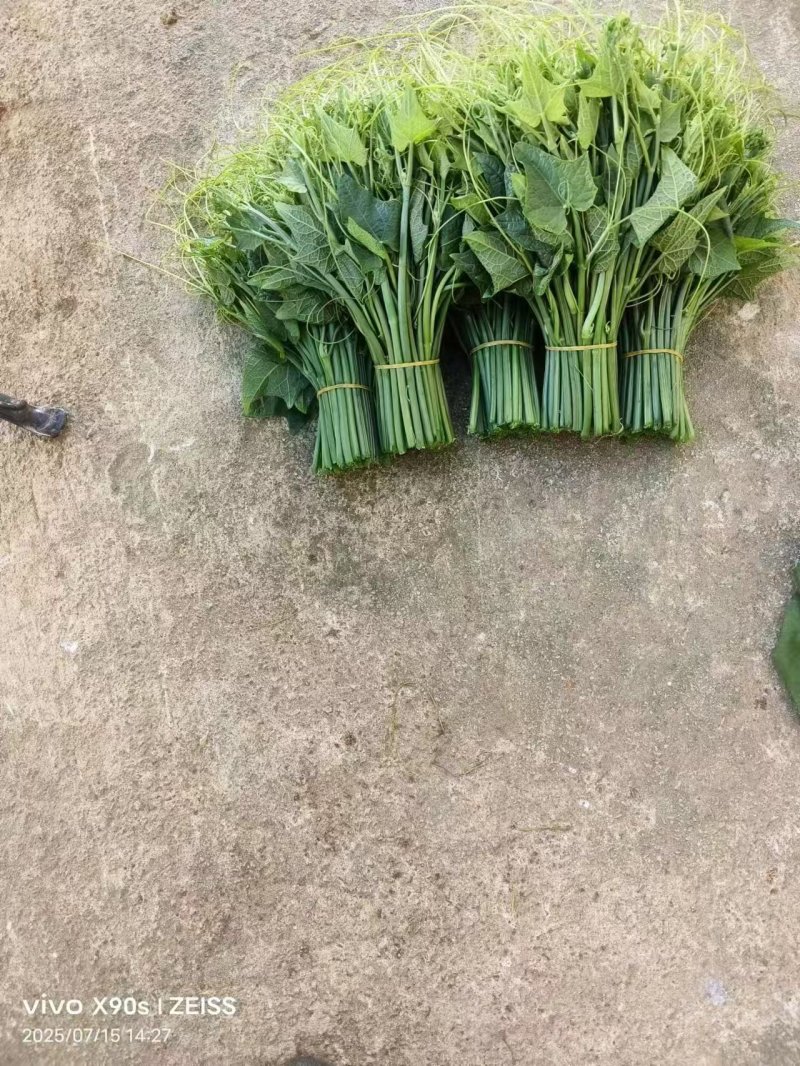 《贵州龙须菜》精选龙须菜/一手货源，产地直发3块