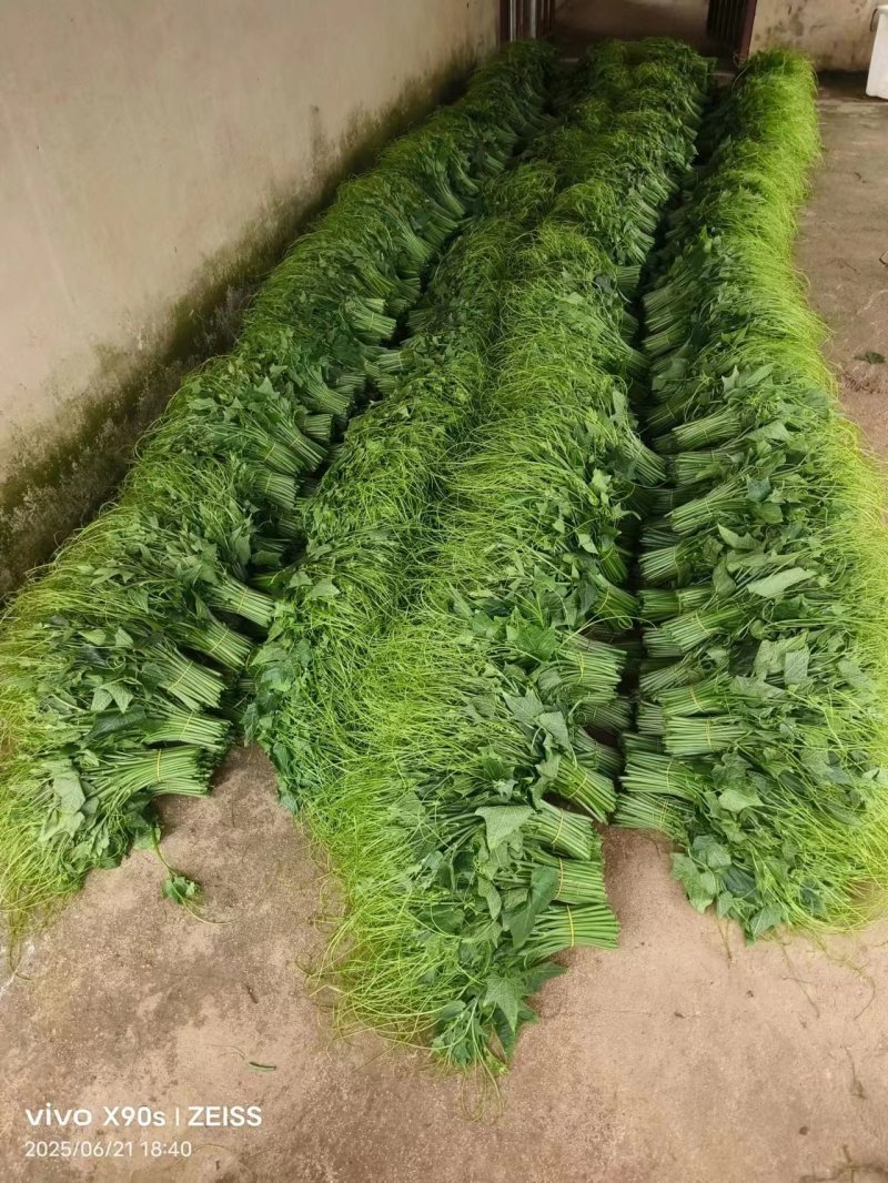 《贵州龙须菜》精选龙须菜/一手货源，产地直发3块