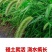 狗尾草种子厂家一手货源批发品质保证价格便宜欢迎咨询