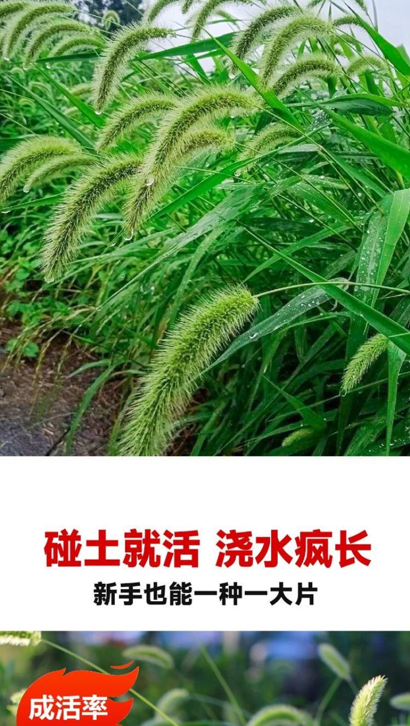 狗尾草种子厂家一手货源批发品质保证价格便宜欢迎咨询
