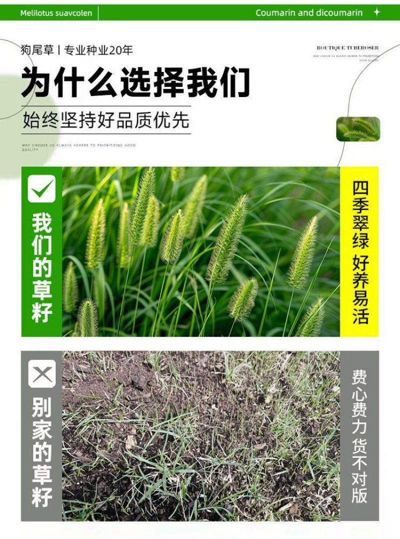 狗尾草种子厂家一手货源批发品质保证价格便宜欢迎咨询