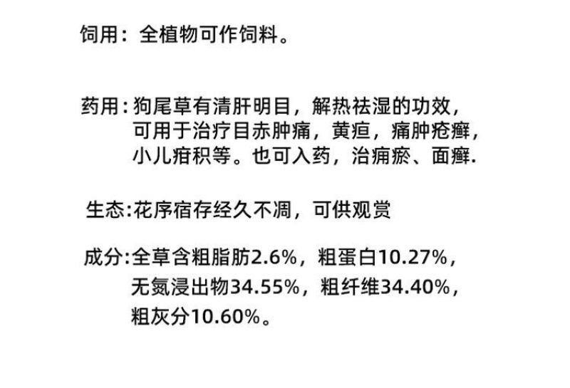 狗尾草种子厂家一手货源批发品质保证价格便宜欢迎咨询