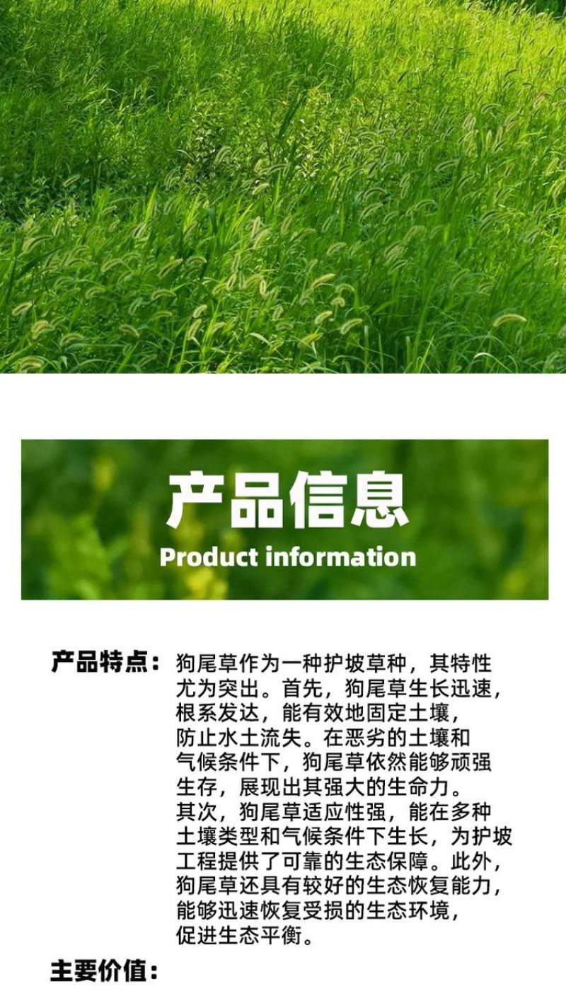 狗尾草种子厂家一手货源批发品质保证价格便宜欢迎咨询