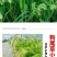狗尾草种子厂家一手货源批发品质保证价格便宜欢迎咨询