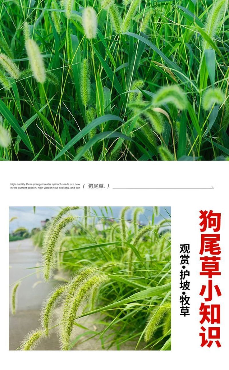 狗尾草种子厂家一手货源批发品质保证价格便宜欢迎咨询