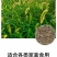 狗尾草种子厂家一手货源批发品质保证价格便宜欢迎咨询