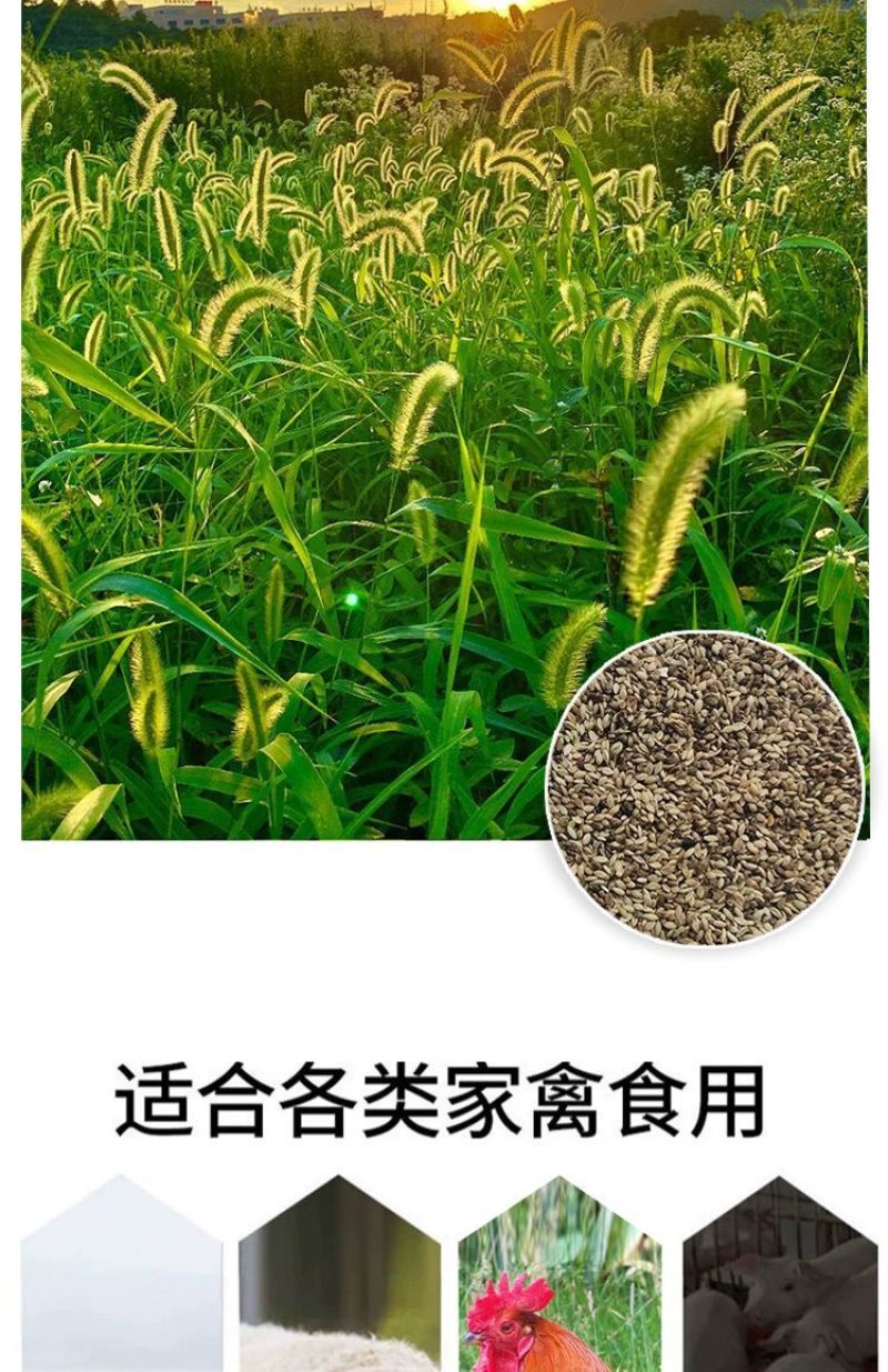 狗尾草种子厂家一手货源批发品质保证价格便宜欢迎咨询