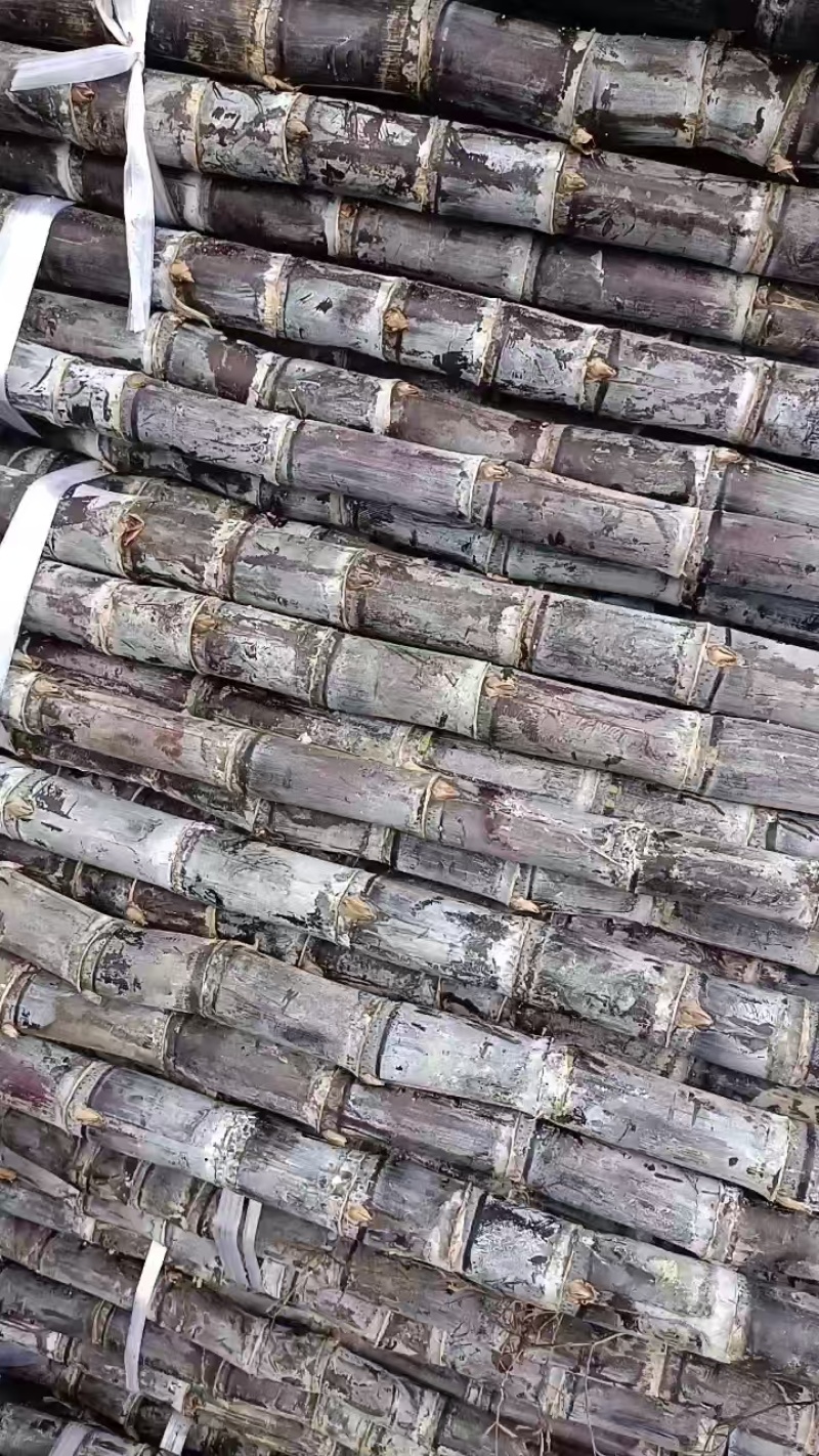 【热卖中】黑皮甘蔗广西甘蔗广西黑皮甘蔗甜美多汁