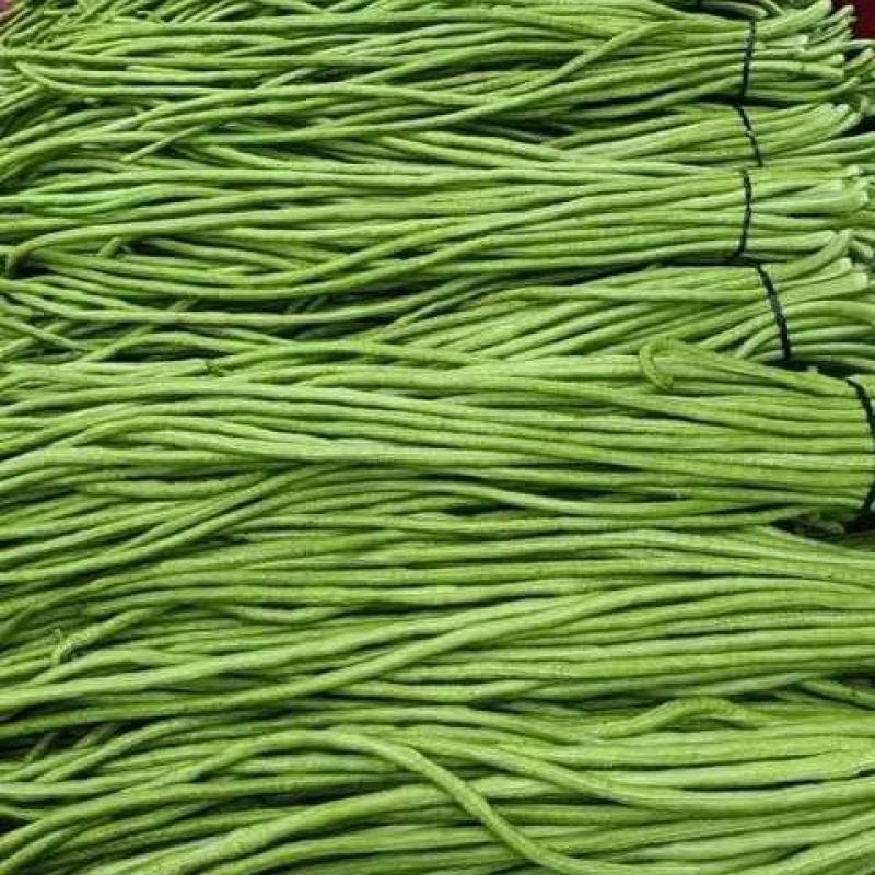 【精品豆角】青条豆角产地规模庞大，这里提供一条龙服务
