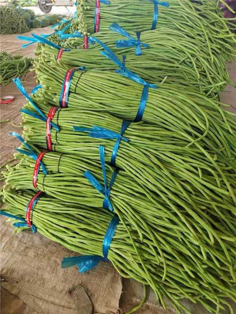 【精品豆角】青条豆角产地规模庞大，这里提供一条龙服务