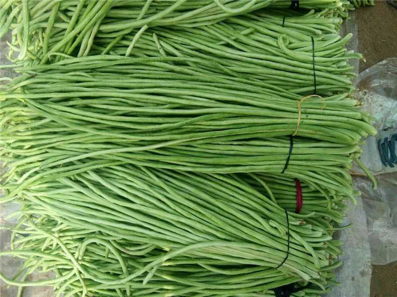 【精品豆角】青条豆角产地规模庞大，这里提供一条龙服务