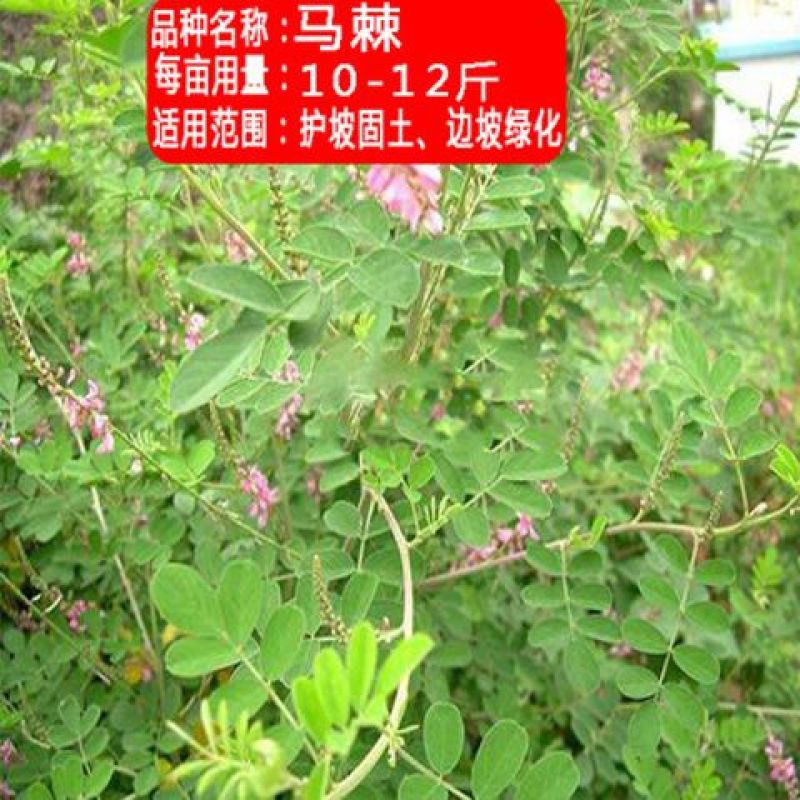 马棘种子厂家一手货源批发品质保证价格便宜欢迎咨询