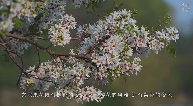 精品文冠果种子厂家一手货源批发品质保证价格美丽欢迎下单