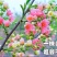 精品文冠果种子厂家一手货源批发品质保证价格美丽欢迎下单