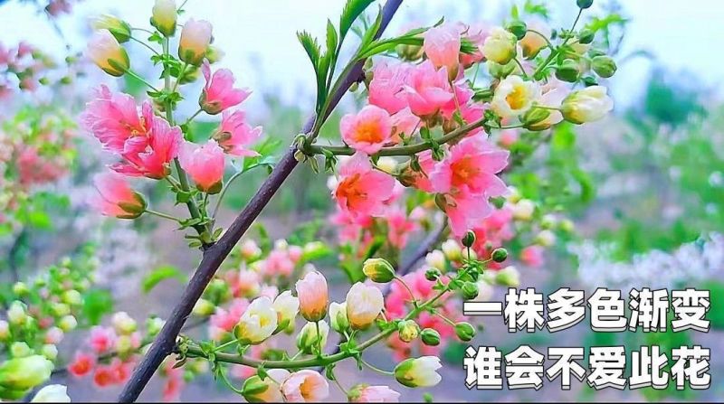 精品文冠果种子厂家一手货源批发品质保证价格美丽欢迎下单