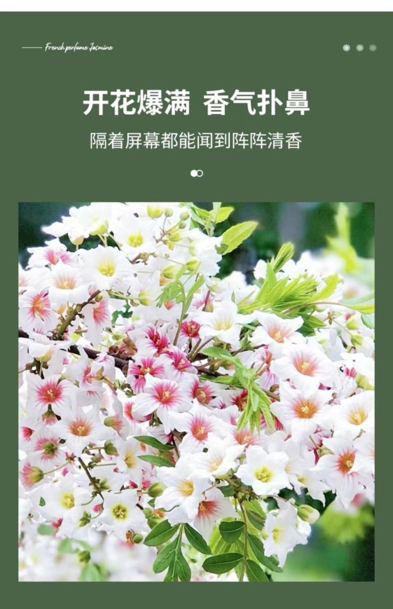 精品文冠果种子厂家一手货源批发品质保证价格美丽欢迎下单