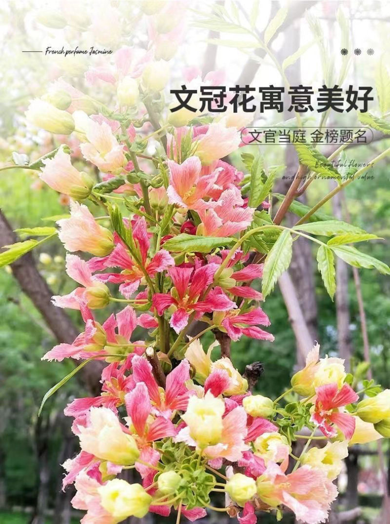精品文冠果种子厂家一手货源批发品质保证价格美丽欢迎下单