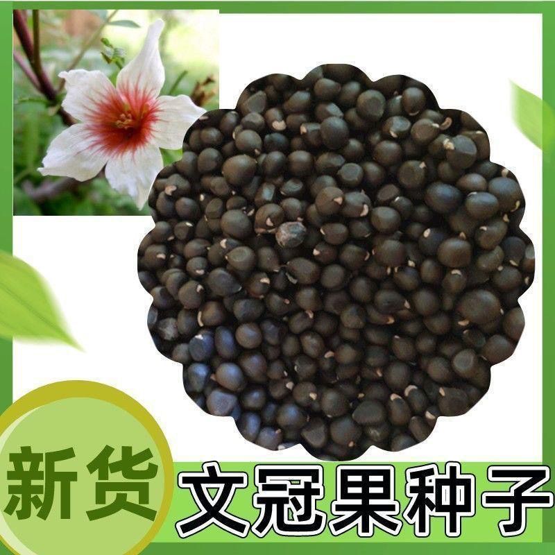 精品文冠果种子厂家一手货源批发品质保证价格美丽欢迎下单