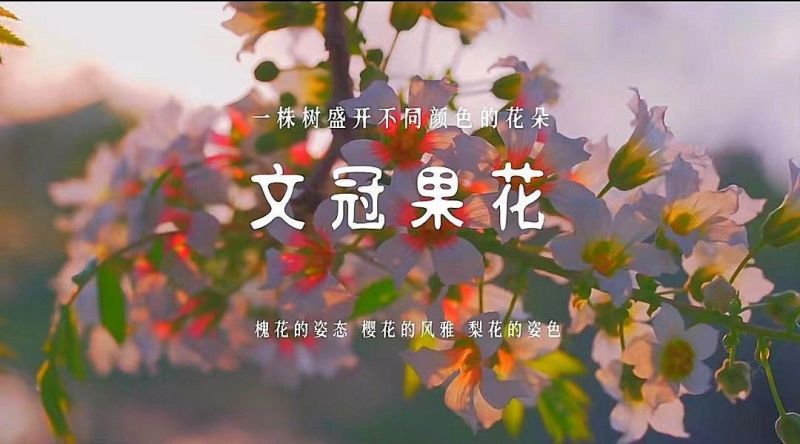 精品文冠果种子厂家一手货源批发品质保证价格美丽欢迎下单