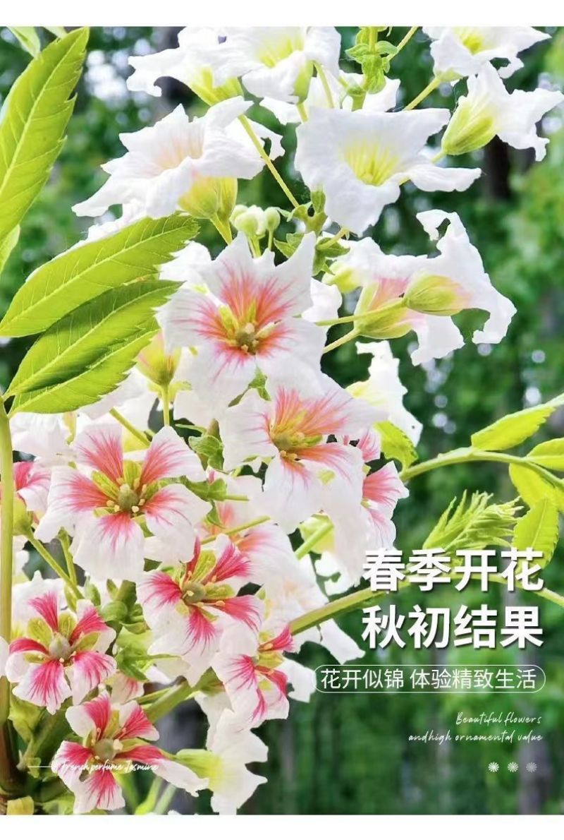 精品文冠果种子厂家一手货源批发品质保证价格美丽欢迎下单