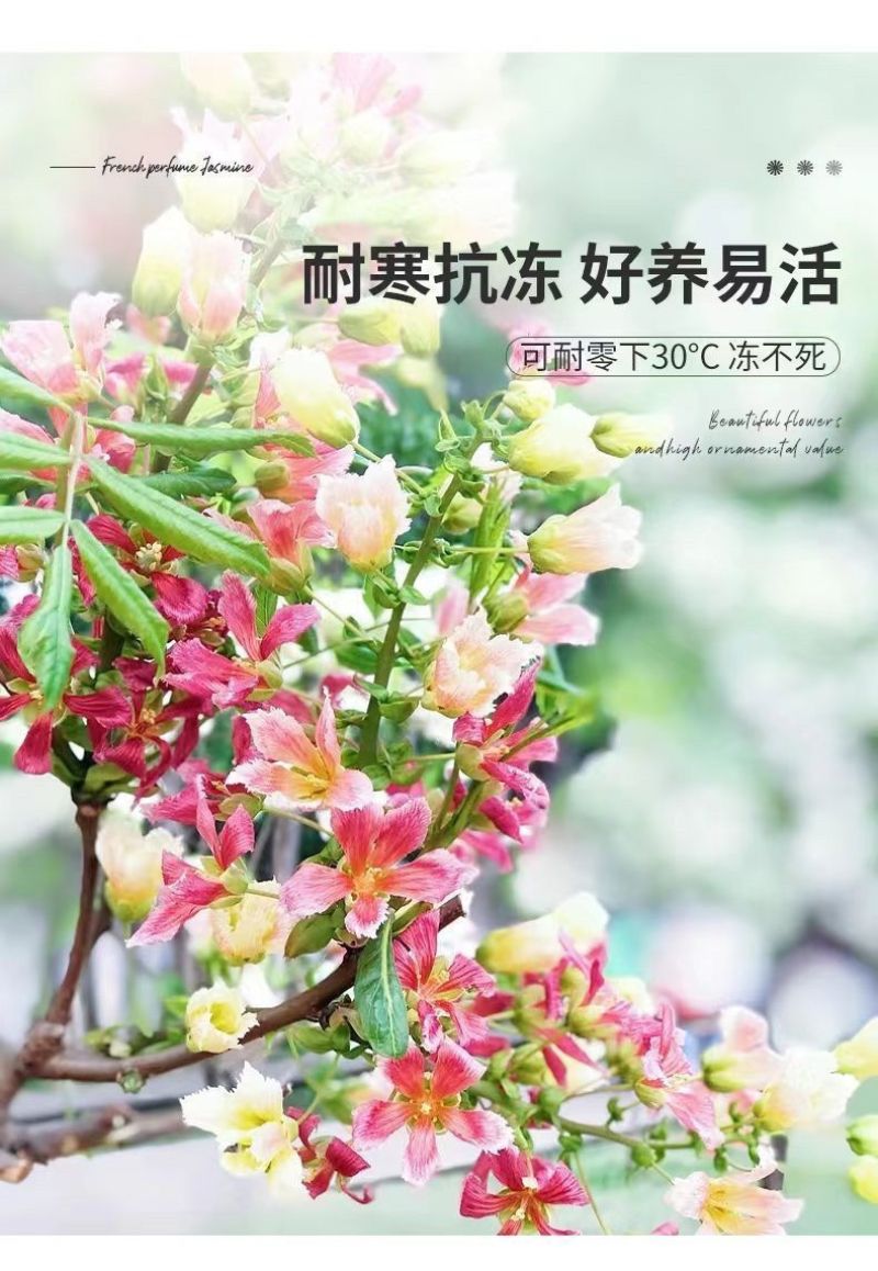 精品文冠果种子厂家一手货源批发品质保证价格美丽欢迎下单