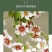精品文冠果种子厂家一手货源批发品质保证价格美丽欢迎下单