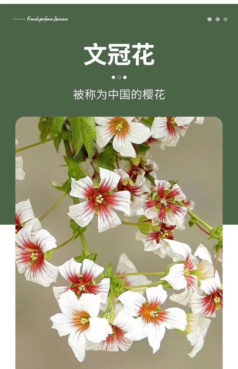 精品文冠果种子厂家一手货源批发品质保证价格美丽欢迎下单