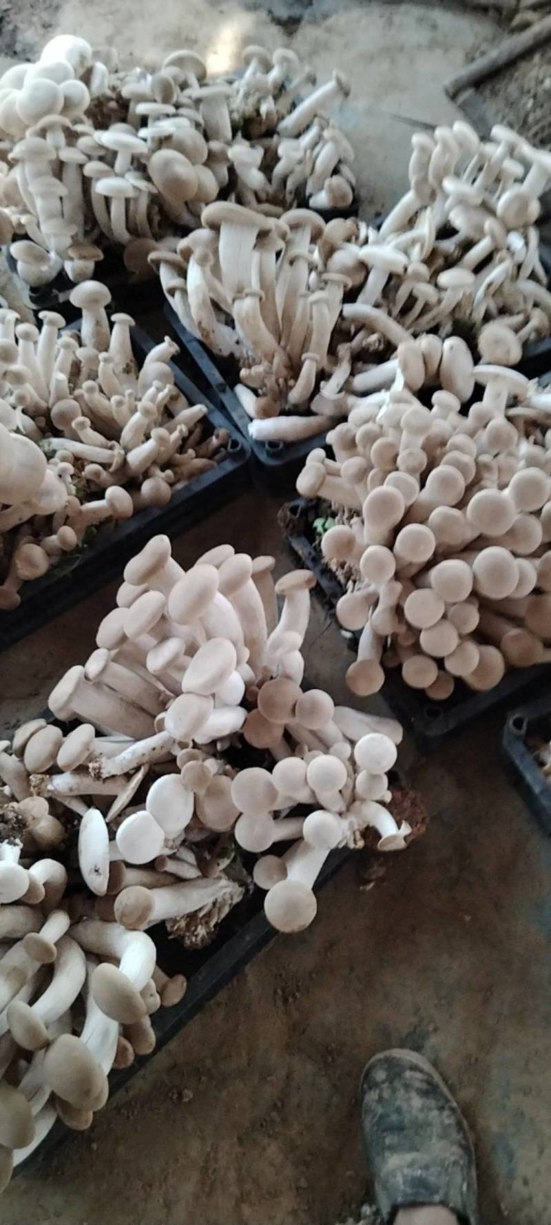 白松茸，黄松茸干货，鲜货厂家直销