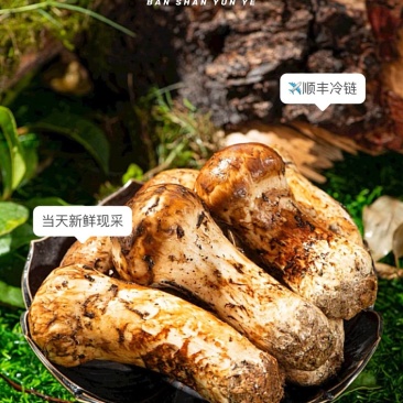 松茸